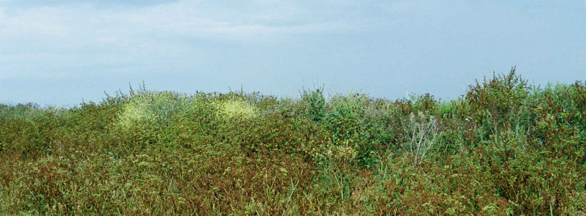 kentish landscapes